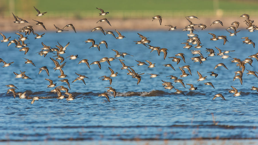 Dunlin , calidris alpina birds in flight at the high tide