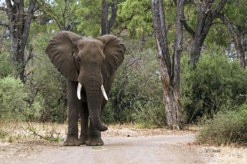 Elephant walking in forest