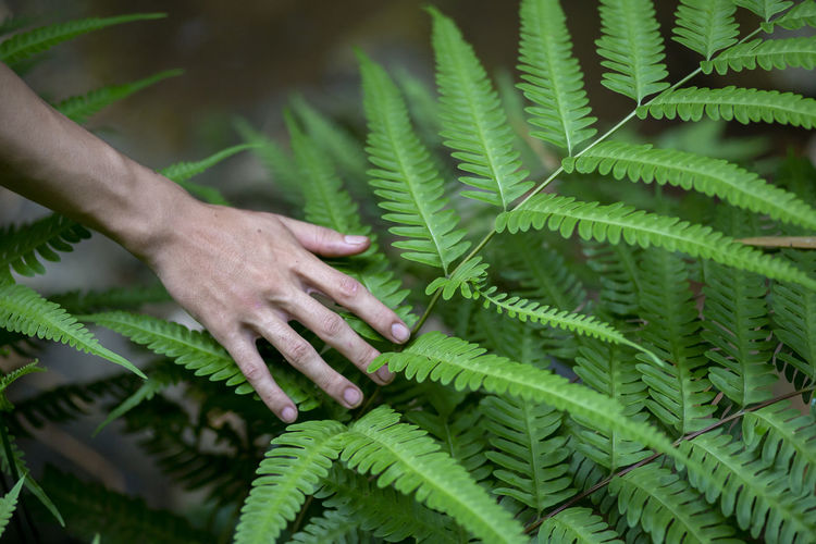 Close-up of hand touching fern leaves