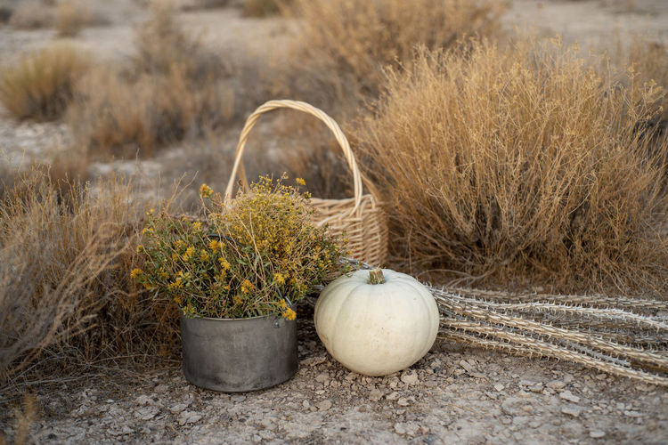 White pumpkin, wildflowers, dried cactus, basket in mojave desert autumn