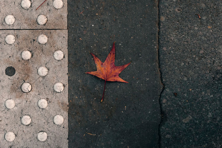 High angle view of maple leaf on footpath