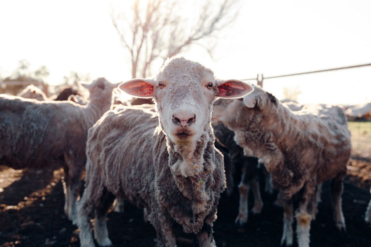 Flock of cute sheep standing behind fence in village on sunny day