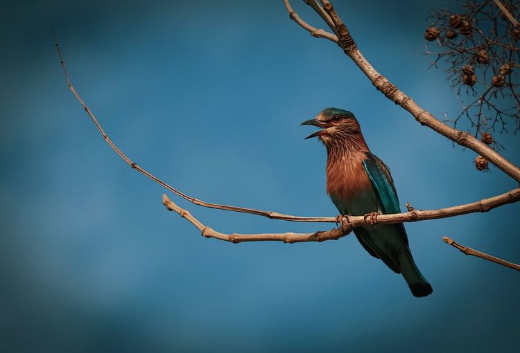 Low angle view of bird perching on branch