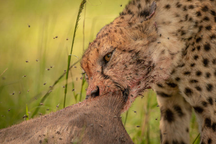 Close-up of cheetah eating
