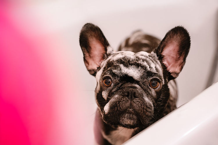 Portrait of french bulldog dog taking a bath at home