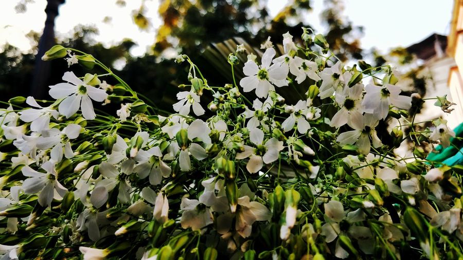 Close-up of white flowering plant