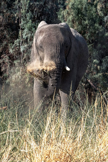 View of elephant in the forest