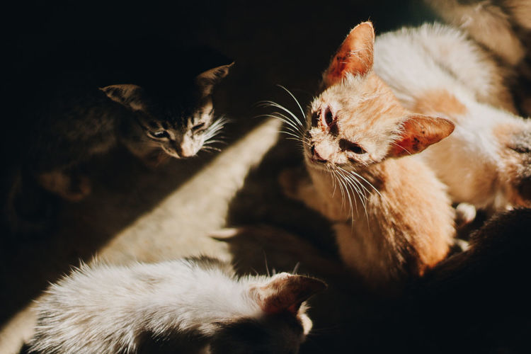 Close-up of kittens relaxing