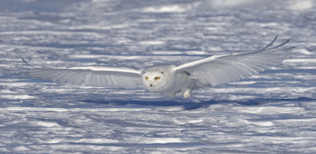 Seagull flying in snow