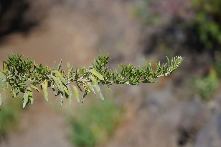 Close-up of plant against blurred background