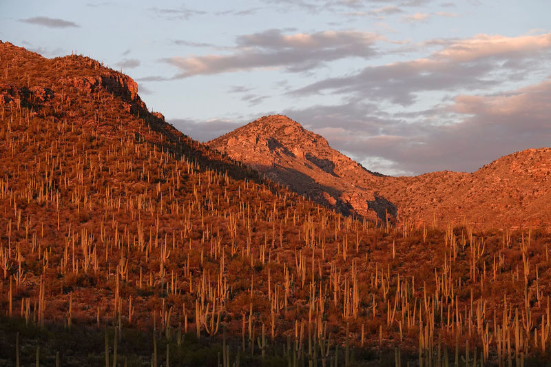 Scenic view of saguaros and mountains against sunset sky