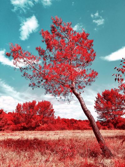 Red flowering tree against sky during autumn