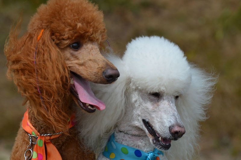 Groomed pair of standard poodles sitting together.
