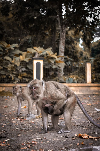 Monkey sitting on field
