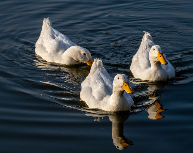 White pekin ducks swimming on still calm lake at sunset twilight