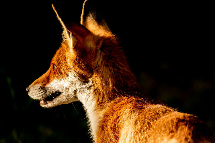 Close-up of fox