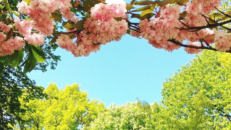 Low angle view of flowering plant against sky