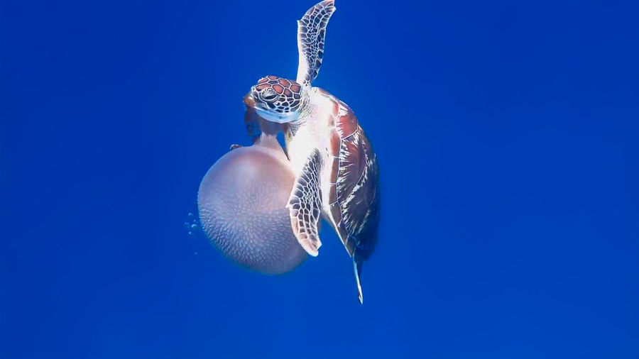 Turtle and jellyfish swimming in sea
