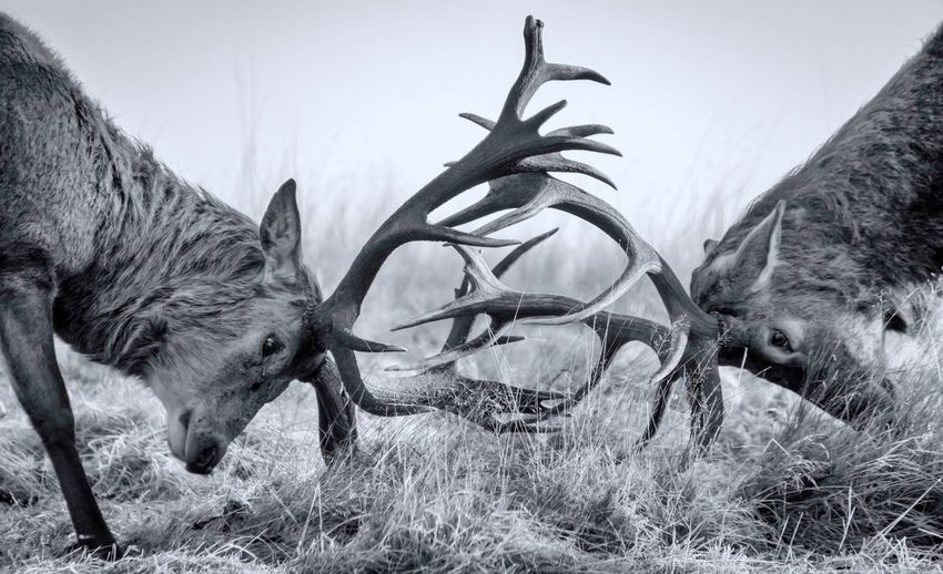 Close-up of two stags fighting