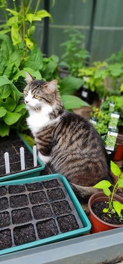 Cat sitting on potted plant