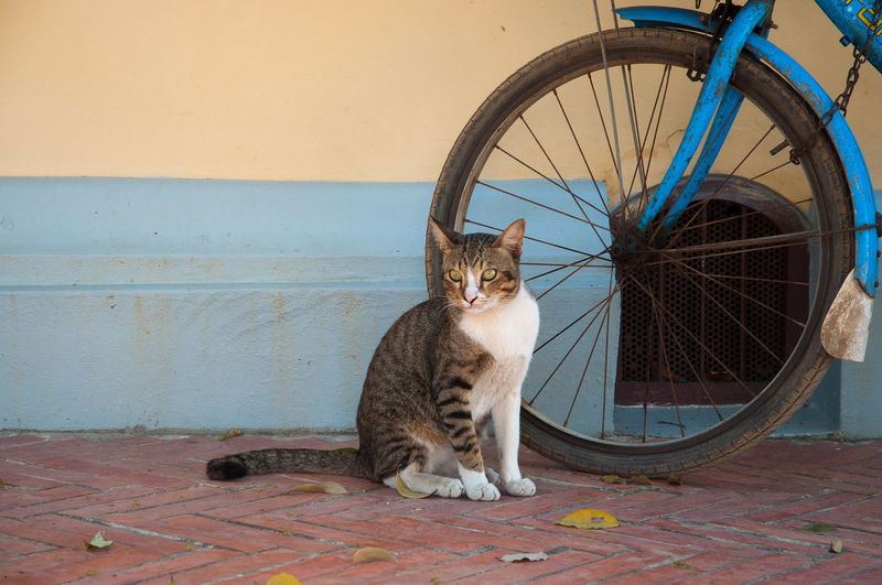 Cat sitting on bicycle against brick wall