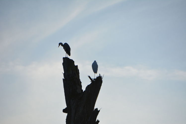 Low angle view of birds perching on wooden post