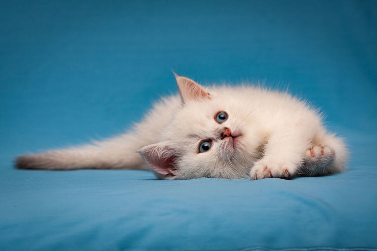 Charming white british kitten with blue eyes lies quietly