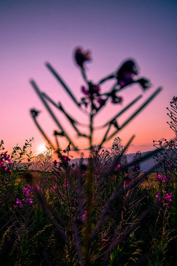 Close-up of plants on field against sky during sunset
