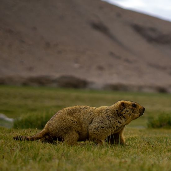 Side view of himalayan marmot on land