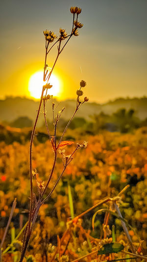 Close-up of plant growing on field against sky during sunset
