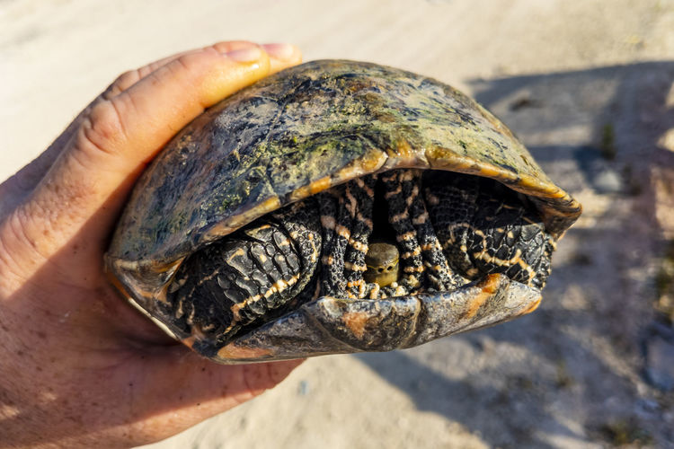 Close-up of a turtle that i rescued from a 6m deep waterhole in a construction site