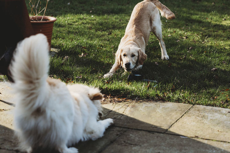 Two dogs in downward dog pose asking to play