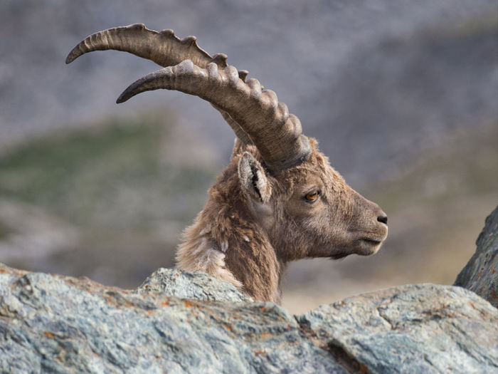 Portrait of young ibex standing behind acrock