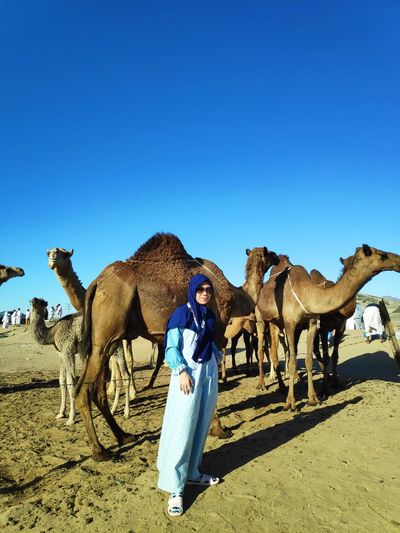 Hudaibiyah camel farm,mecca saudi arabia