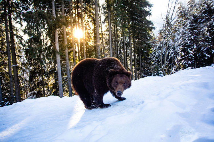 Portrait of grizzly bear on snow covered land