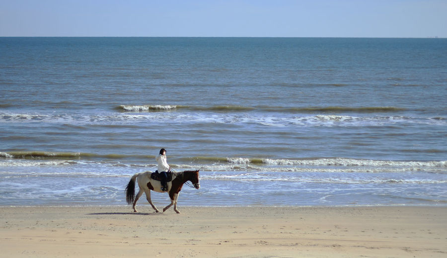 Horse standing on beach against clear sky
