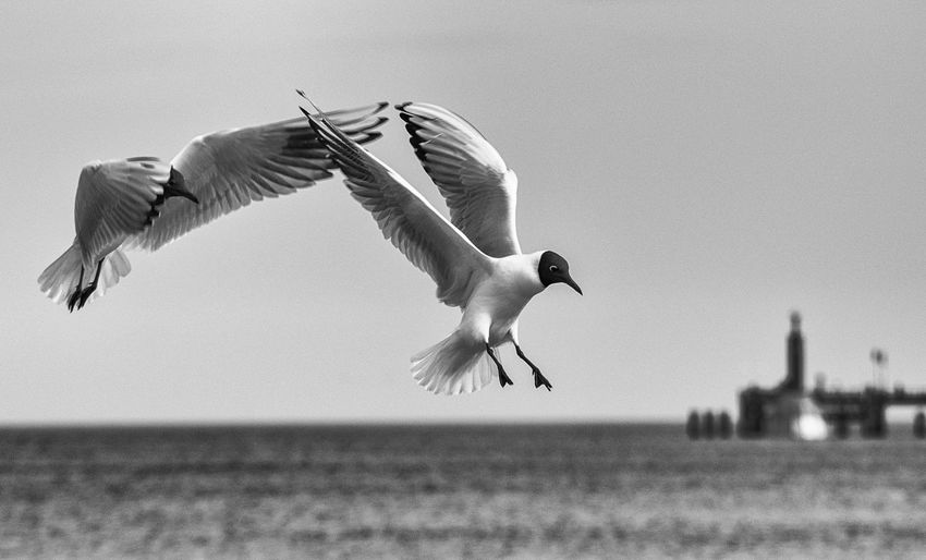 Low angle view of black-headed gulls flying against sea