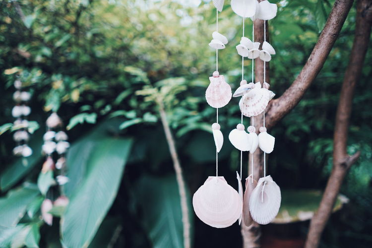 Close-up of hanging shell mobile on the tree