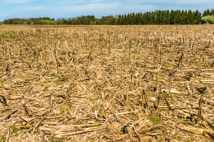 High angle view of stalks in field against sky
