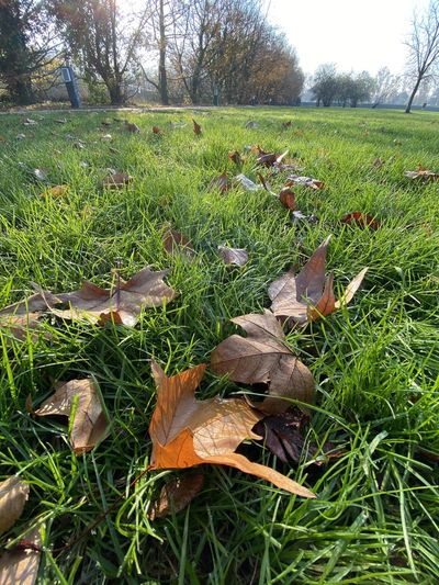 Surface level of dry leaves on field