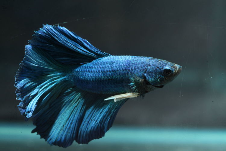 Close-up of blue siamese fighting fish swimming in aquarium