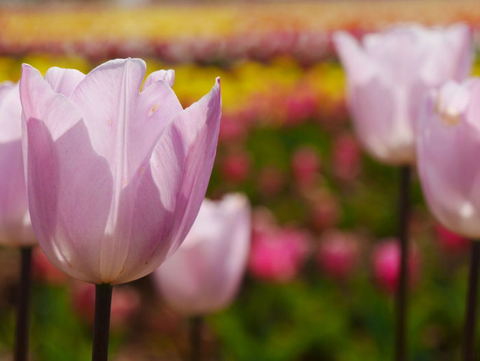 Close-up of pink tulips blooming in park