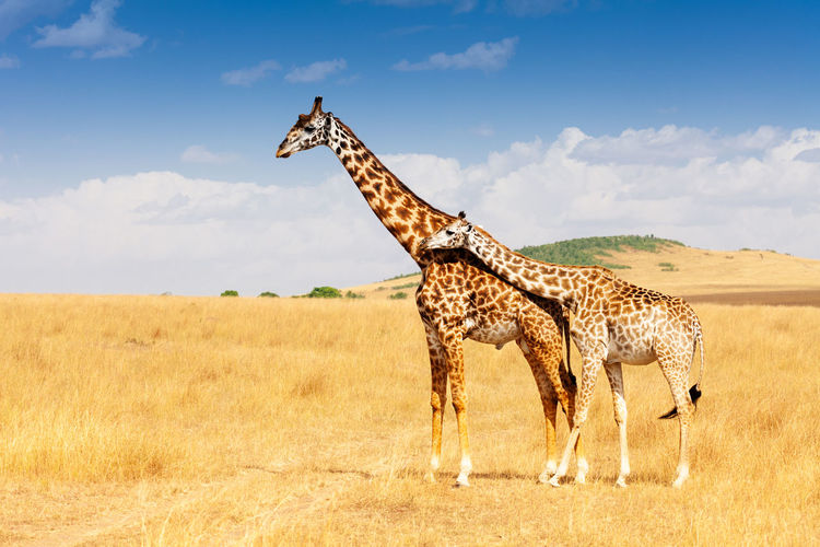 View of giraffe on field against sky