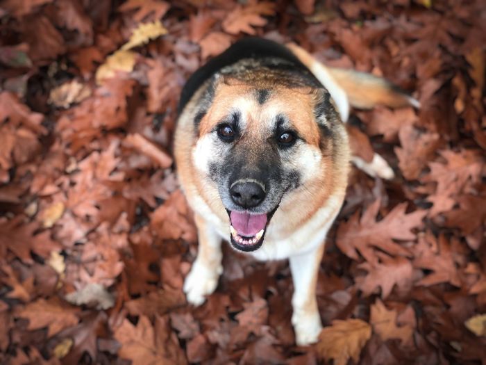 Happy german shepherd dog sitting in brown autumn leaves