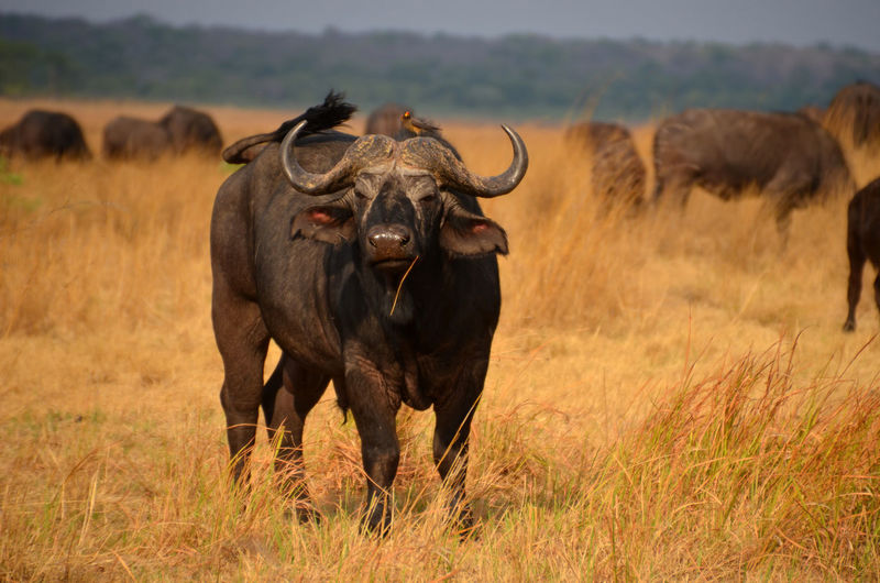 Bird perching on african buffalo standing on field
