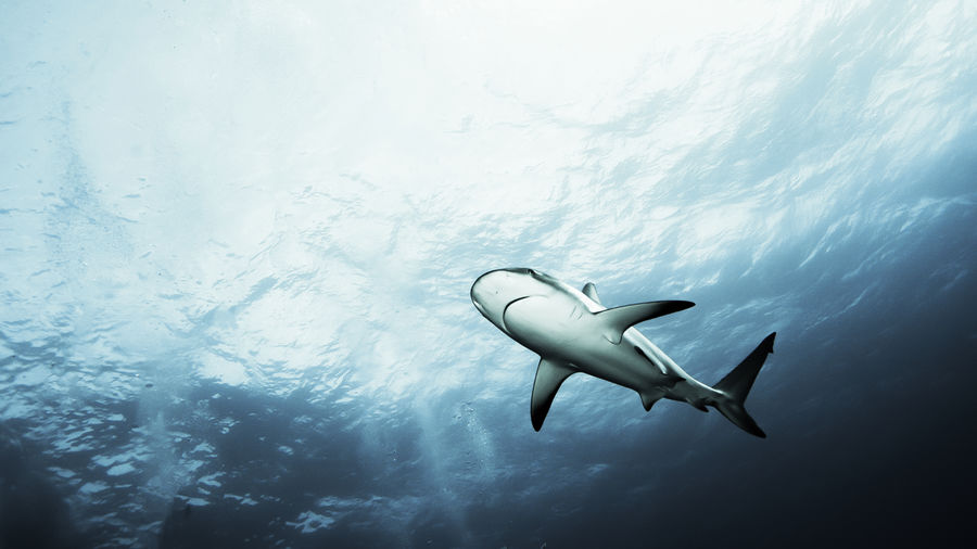 Low angle view of shark swimming in sea
