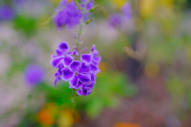 Close-up of purple flowering plant in park