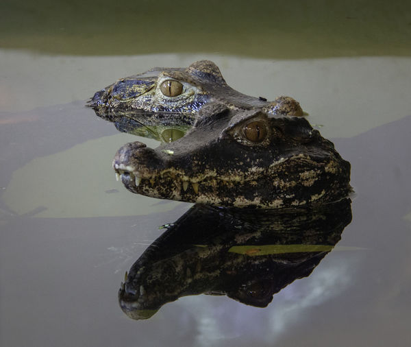 Crocodile heads in a lake