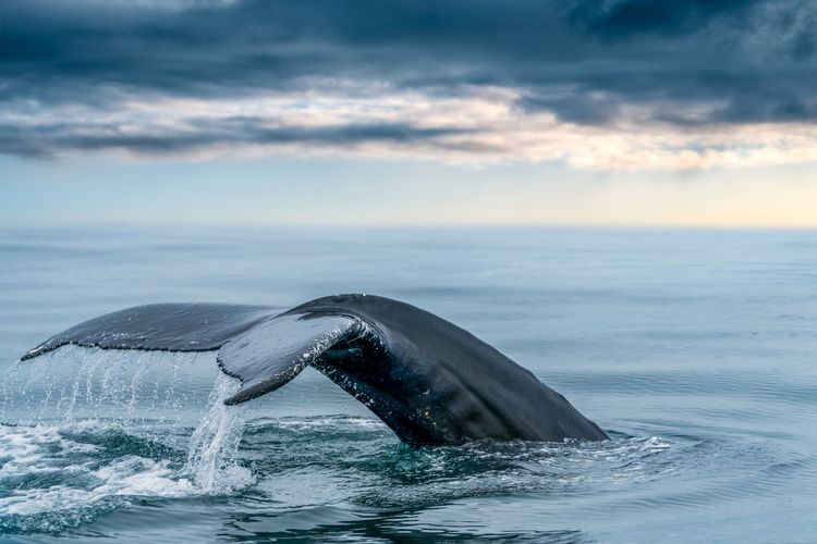 View of whale tale in sea