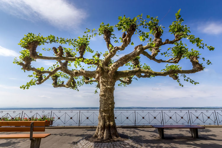 Tree by sea against sky